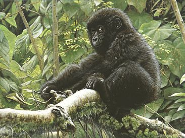 Bukima - Baby Mountain Gorilla by Edward Spera