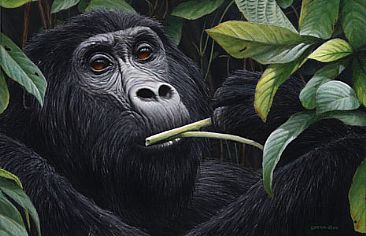 Bwindi #1 - Mountain Gorilla - Female by Edward Spera