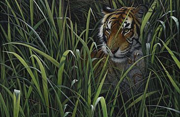 Elephant Grass Hideout - Bengal Tiger by Edward Spera