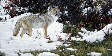 First Snow - Coyote by Edward Spera