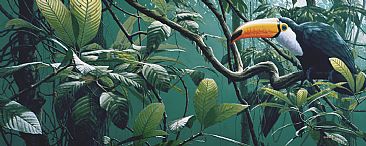 Jewel Of The Amazon - Toco Toucan by Edward Spera