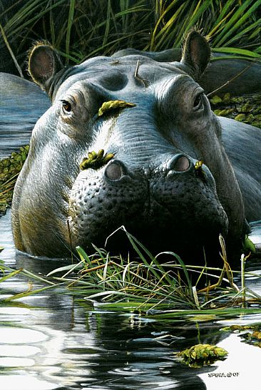 Just Chillin' - Hippo by Edward Spera