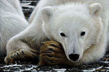 Spirit of Little Bear - Polar Bear by Edward Spera
