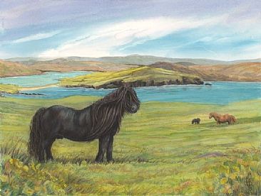 Ponies At St Ninians, Shetland - Shetland Ponies in a Shetland landscape  by Anne Barron
