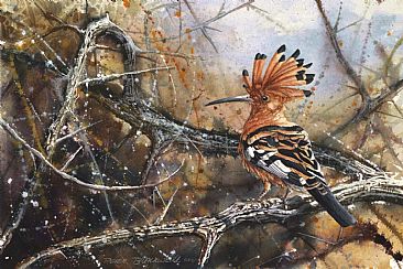 Hoopoe - African Birds by Peter Blackwell