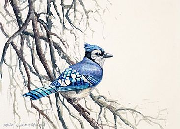 Winter Blues - North American Birds by Peter Blackwell