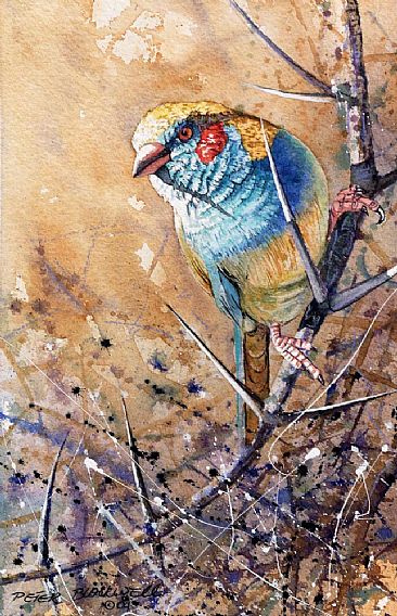 Cordon Bleu - African Birds by Peter Blackwell