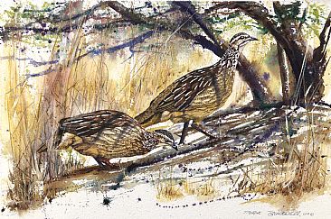 Crested Francolin - African Birds by Peter Blackwell
