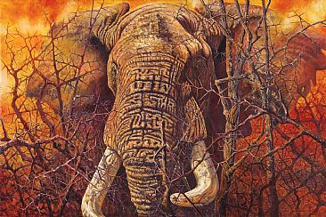 Defiant - African Wildlife by Peter Blackwell