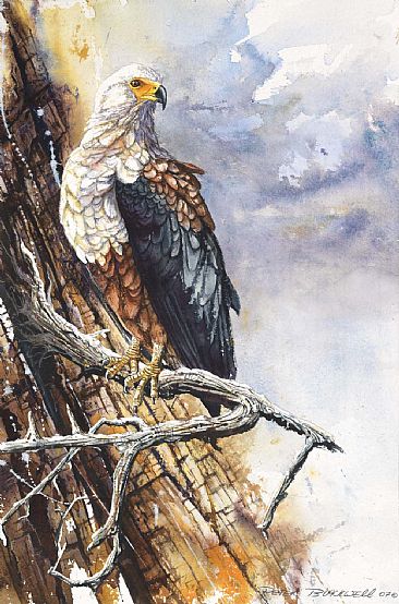 Fish Eagle - African Birds by Peter Blackwell