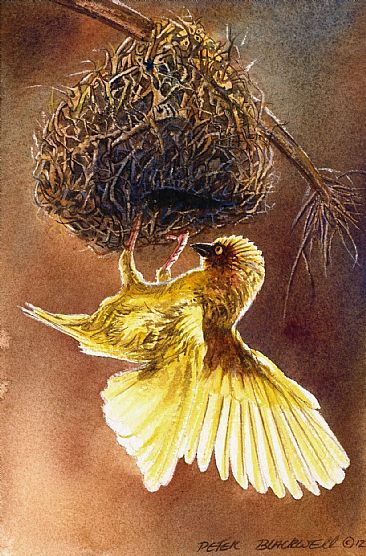 Golden Weaver - African Wildlife by Peter Blackwell