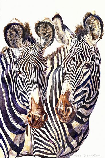 Pied Pair - Grevy - African Wildlife by Peter Blackwell