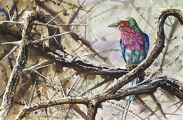 Lilac Breasted Roller - African Birds by Peter Blackwell