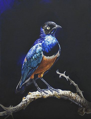 Sapphire Night - Superb Starling by Peter Blackwell