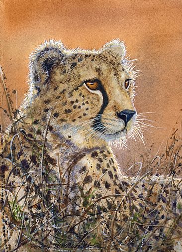 Silver Lining - SOLD - African Big Cats by Peter Blackwell