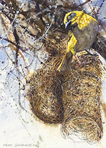 Baglefechts Weaver - African Birds by Peter Blackwell