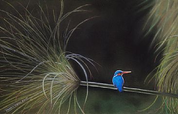 Illuminated Kingfisher - Malachite Kingfisher by Edward Hobson
