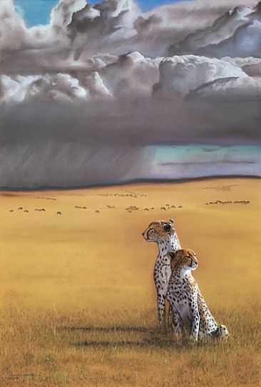 Mara Gold - Cheetah by Edward Hobson