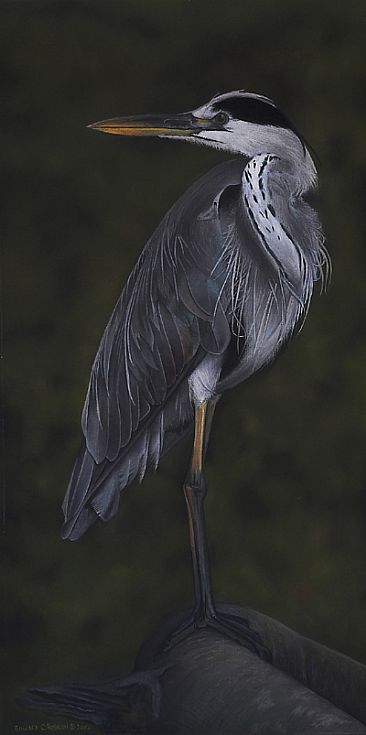 Shades of Grey - Grey Heron by Edward Hobson