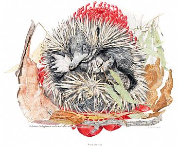 Five Ants - Australian Echidna surrounded by bark, leaves of a Gum tree plus a Waratah flower emblem of NSW by Chris McClelland