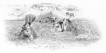 River Horses on the Kazinga Channel - Hippopotamus and Buffalo on the banks of the Kazinga Channel by Chris McClelland