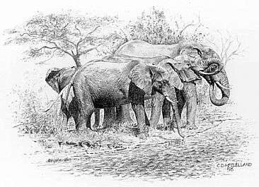 Tasting the Waters of the Zambezi - A family of Elephants drinking on the Zambezi River  by Chris McClelland