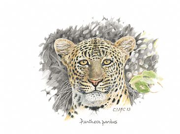 Leopard's Head - A Leopard's Head by Chris McClelland
