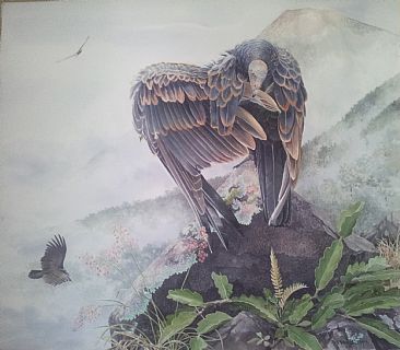 Immature Turkey Vulture | Morning Preen  - Immature Turkey Vulture (neotropical bird) by Daniel Davis