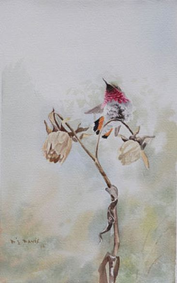 Wine Throated Hummingbird - Wine Throated Hummingbird by Daniel Davis