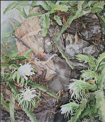 Lesser Roadrunner in Pitaya - Watercolor by Daniel Davis