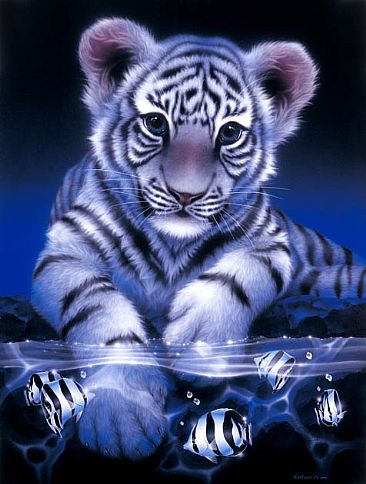 White Baby Tiger  - White baby tiger by Kentaro Nishino