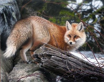 Second Glance - Red Fox by Tim Donovan