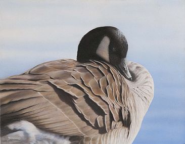 Snuggled In - Canada Goose by Tim Donovan