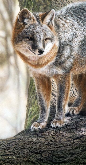 Southern Pride - Grey Fox by Tim Donovan