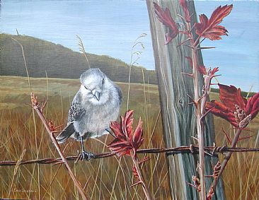 Bird on a Wire -  by Emily Lozeron