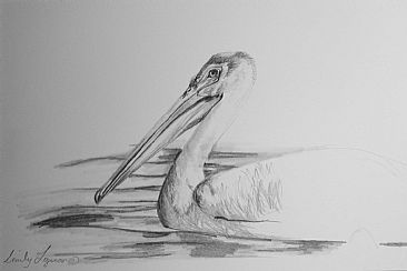 pelican sketch -  by Emily Lozeron
