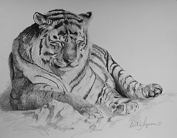 tiger sketch -  by Emily Lozeron