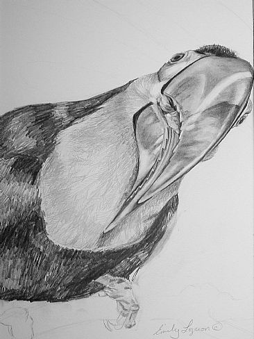 toucan sketch -  by Emily Lozeron
