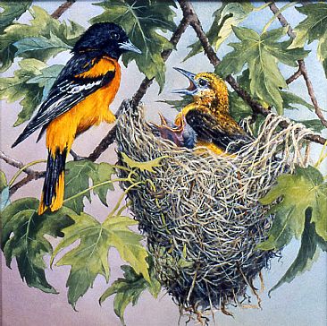 Northern Oriole Nest - bird by RoseMarie Condon