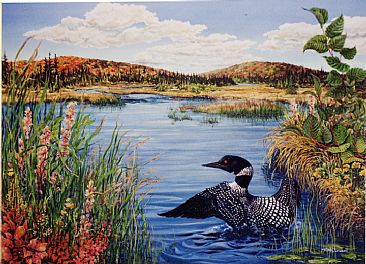 Algonquin Loon - Loon by RoseMarie Condon