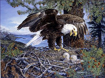 Northern Nest - Bald Eagle by RoseMarie Condon