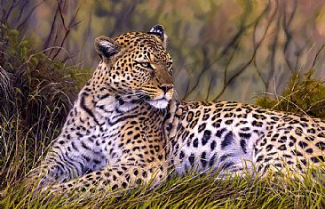 African Leopard - Canvas print - Big Cats by Jason Morgan