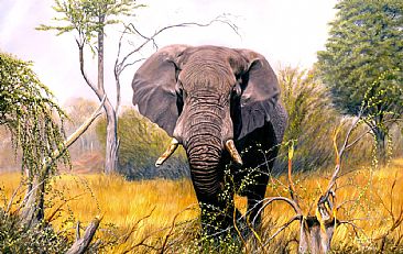 African Elephant - African Wildlife by Jason Morgan