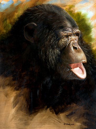 Chimpanzee - Primate by Jason Morgan