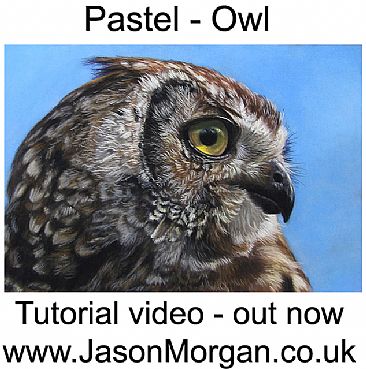 Owl - pastel pencils - Birds of Prey by Jason Morgan