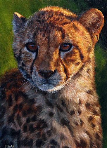 Cheetah Cub - Big Cats by Jason Morgan
