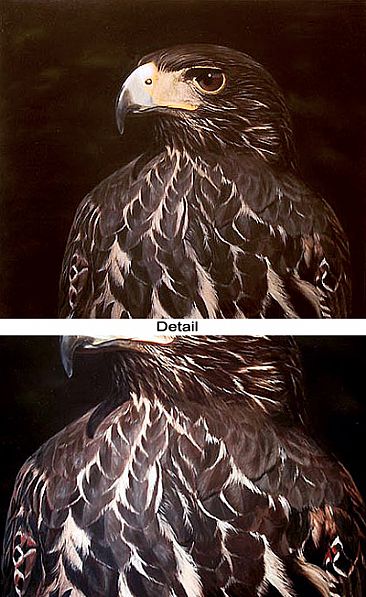 Harris Hawk - Birds of Prey by Jason Morgan