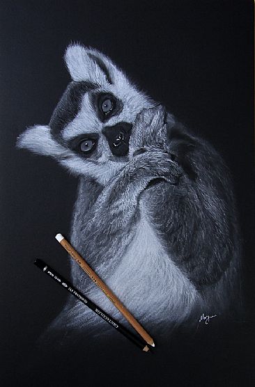 Lemur Charcoal Drawing - Lemur  by Jason Morgan