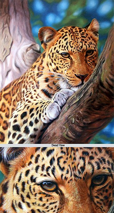 Leopard - Eye Contact 2 - Big Cats - Leopard by Jason Morgan