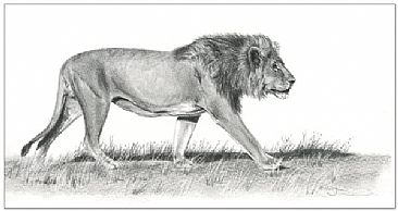Lion - Botswana Patrol - Big cats - Lion by Jason Morgan
